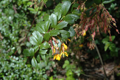 APII jpeg image of Berberis darwinii  © contact APII