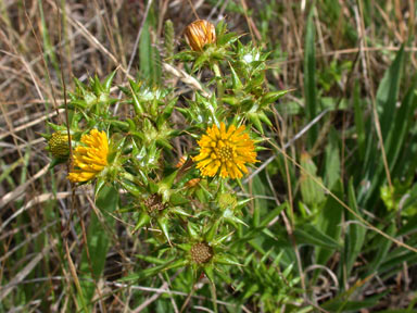 APII jpeg image of Berkheya rigida  © contact APII