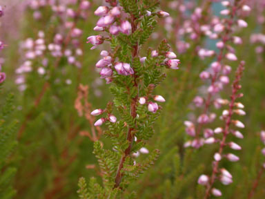 APII jpeg image of Calluna vulgaris  © contact APII