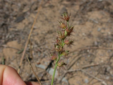 APII jpeg image of Cenchrus echinatus  © contact APII