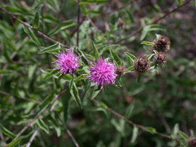 APII jpeg image of Centaurea nigra  © contact APII