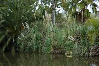 APII jpeg image of Cortaderia sp.  © contact APII