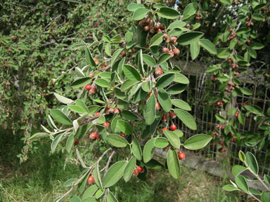 APII jpeg image of Cotoneaster pannosus  © contact APII