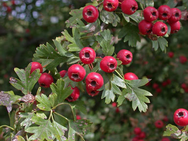 APII jpeg image of Crataegus monogyna  © contact APII