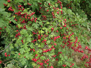 APII jpeg image of Crataegus monogyna  © contact APII