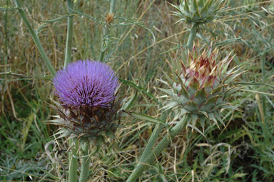 APII jpeg image of Cynara cardunculus  © contact APII