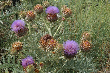 APII jpeg image of Cynara cardunculus  © contact APII