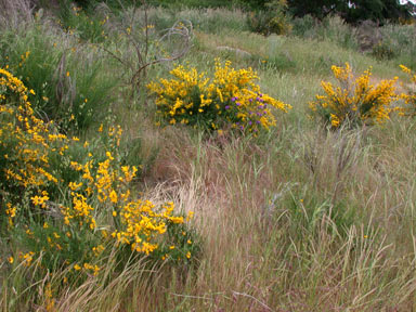 APII jpeg image of Cytisus scoparius  © contact APII