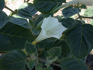 APII jpeg image of Datura inoxia  © contact APII