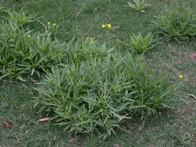 APII jpeg image of Diplotaxis tenuifolia  © contact APII