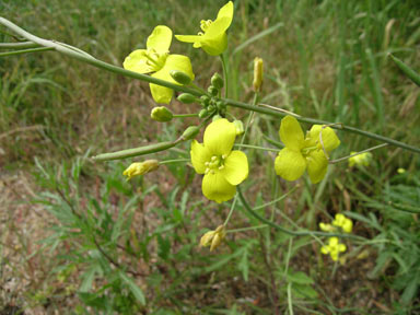 APII jpeg image of Diplotaxis tenuifolia  © contact APII