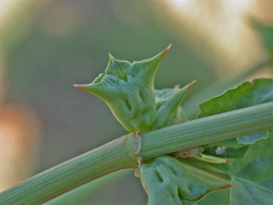 APII jpeg image of Rumex hypogaeus  © contact APII