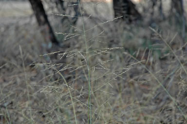 APII jpeg image of Eragrostis curvula  © contact APII