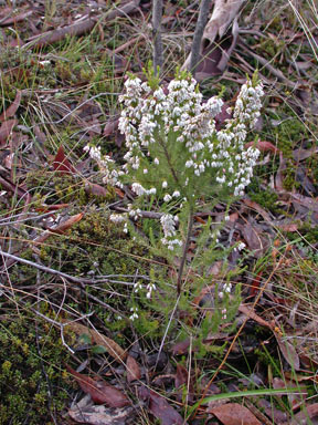 APII jpeg image of Erica lusitanica  © contact APII