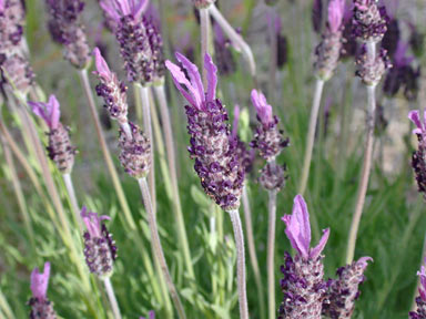 APII jpeg image of Lavandula stoechas  © contact APII