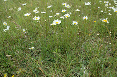 APII jpeg image of Leucanthemum vulgare  © contact APII