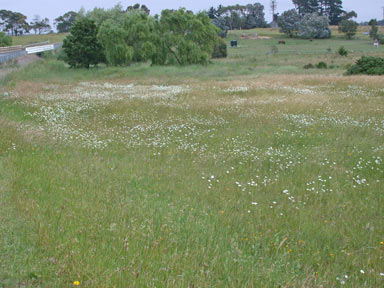 APII jpeg image of Leucanthemum vulgare  © contact APII