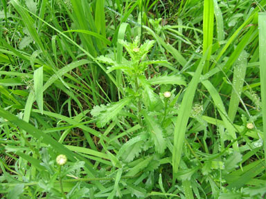 APII jpeg image of Leucanthemum vulgare  © contact APII