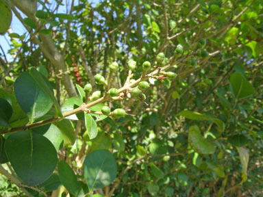 APII jpeg image of Ligustrum lucidum  © contact APII