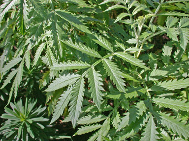 APII jpeg image of Melianthus comosus  © contact APII