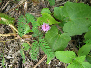 APII jpeg image of Mimosa pudica  © contact APII