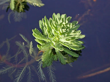 APII jpeg image of Myriophyllum aquaticum  © contact APII