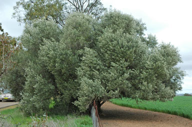 APII jpeg image of Olea europaea  © contact APII