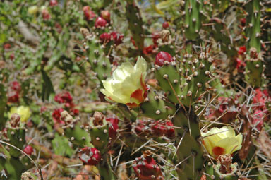 APII jpeg image of Opuntia aurantiaca  © contact APII