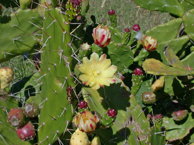 APII jpeg image of Opuntia monacantha  © contact APII