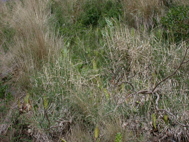 APII jpeg image of Opuntia monacantha  © contact APII