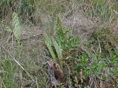 APII jpeg image of Opuntia monacantha  © contact APII