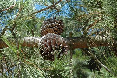 APII jpeg image of Pinus radiata  © contact APII