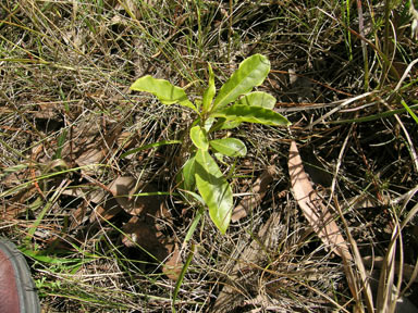 APII jpeg image of Pittosporum undulatum  © contact APII