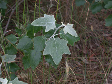 APII jpeg image of Populus alba  © contact APII