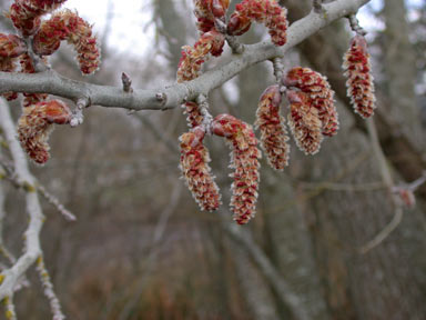 APII jpeg image of Populus alba  © contact APII