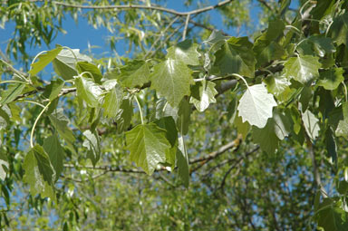 APII jpeg image of Populus alba  © contact APII