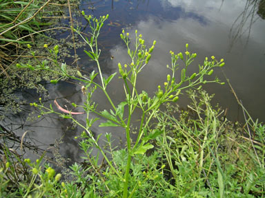 APII jpeg image of Ranunculus sceleratus subsp. sceleratus  © contact APII