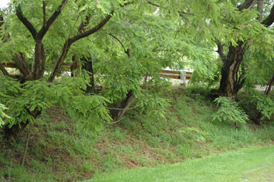 APII jpeg image of Robinia pseudoacacia  © contact APII