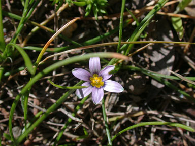 APII jpeg image of Romulea minutiflora  © contact APII