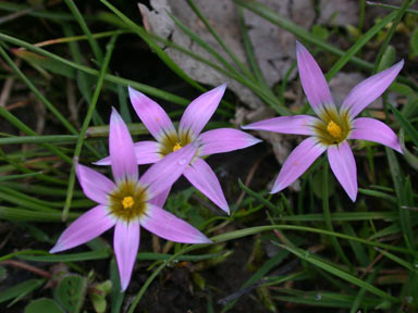 APII jpeg image of Romulea rosea  © contact APII