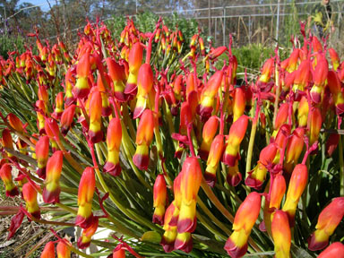 APII jpeg image of Lachenalia aloides  © contact APII