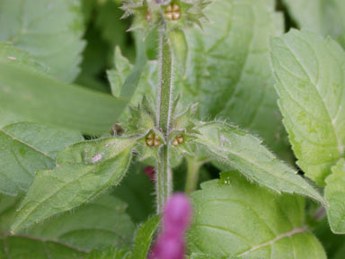 APII jpeg image of Lamium purpureum  © contact APII