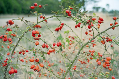 APII jpeg image of Rosa rubiginosa  © contact APII