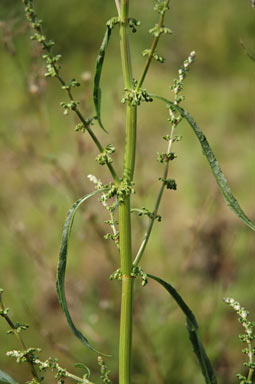 APII jpeg image of Rumex conglomeratus  © contact APII