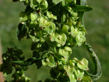 APII jpeg image of Rumex crispus  © contact APII