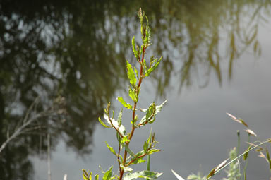 APII jpeg image of Rumex crispus  © contact APII