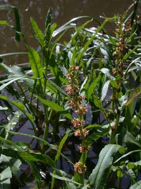 APII jpeg image of Rumex crispus  © contact APII