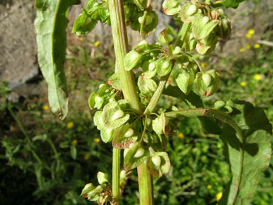 APII jpeg image of Rumex crispus  © contact APII