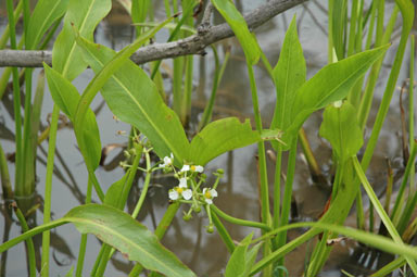 APII jpeg image of Sagittaria platyphylla  © contact APII