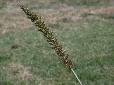 APII jpeg image of Setaria verticillata  © contact APII